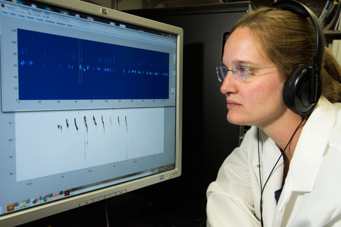 Senior scientist Terra Barnes, PhD, listens to a recording of mouse vocalizations, modified to bring the pitch within the human auditory range, while watching a visual representation of the recording. Analysis of recordings from dozens of mice showed that mice carrying a mutation in a disease associated with stuttering in humans had more pauses and repetitions in their vocalizations, similar to human stuttering.