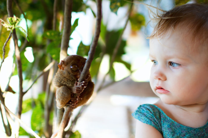 The photo illustrates the small size of the tarsier, a carnivorous primate whose genome has been sequenced and analyzed by scientists at Washington University School of Medicine in St. Louis.