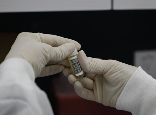 Two gloved hands hold and open a small vaccination vial