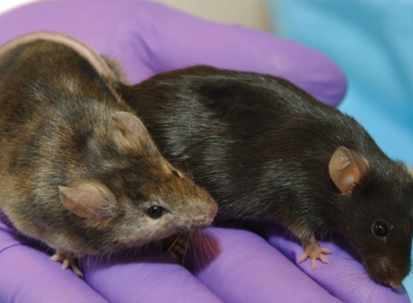 implantable-LED-mice